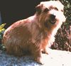 Norfolk-Terrier Hund