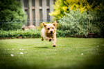 Norfolk-Terrier Hund