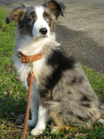 Miniature American Shepherd Miniature Australian Shepherd