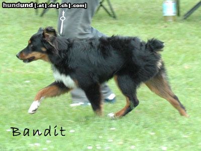 Miniature American Shepherd Hunde Foto 24089 in höherer Auflösung ansehen Miniature American Shepherd