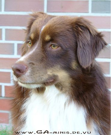 Miniature American Shepherd Hunde Foto 34016 Miniature American Shepherd Salem - www.GA-minis.de.vu