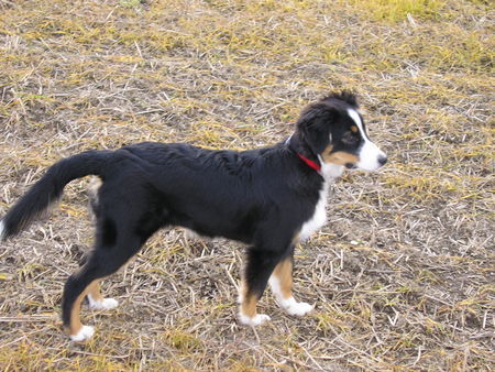 Miniature American Shepherd unsere Diva