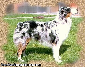 Miniature American Shepherd Hunde Foto 23954 in höherer Auflösung ansehen Miniature American Shepherd Meadow Oak's Guardian Angel Lu - 12 Monate