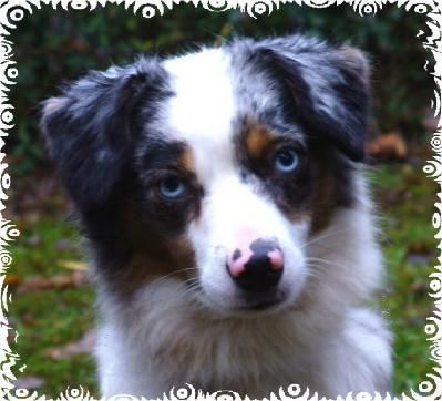 Miniature American Shepherd Luna, 18 Monate