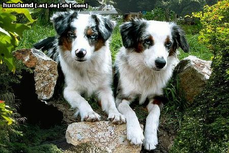 Miniature American Shepherd Hunde Foto 23952 in höherer Auflösung ansehen Miniature American Shepherd Mini-Aussies Megan und Luna, 12 Monate