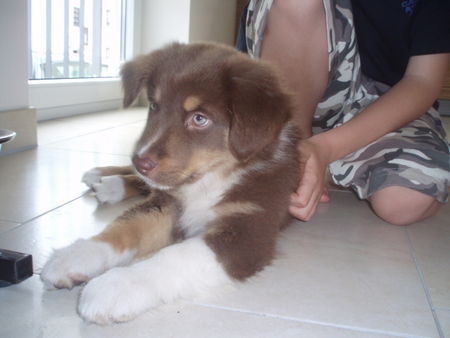 Miniature American Shepherd baily 10 wochen