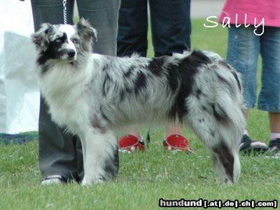 Miniature American Shepherd