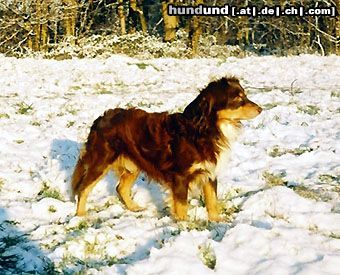 Miniature American Shepherd Hunde Foto 13269 Miniature American Shepherd Sammy Lee Jones Ever Friendly