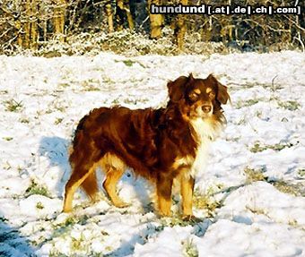 Miniature American Shepherd Sammy Lee Jones Ever Friendly