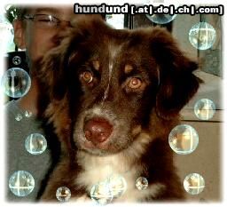 Miniature American Shepherd Hunde Foto 23953 Miniature American Shepherd Guardian Angel's Rocking Salem - 4 Monate