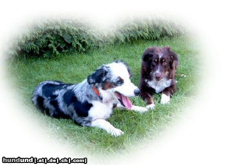 Miniature American Shepherd Hunde Foto 24233 Miniature American Shepherd Megan und Salem