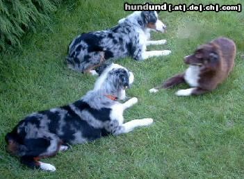 Miniature American Shepherd Hunde Foto 23956 Miniature American Shepherd ..... ausruhen nach wildem Toben.... ;o))