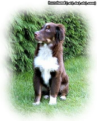 Miniature American Shepherd Guardian Angel's Rocking Salem