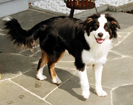 Miniature American Shepherd Hunde Foto 33004 in höherer Auflösung ansehen Miniature American Shepherd BOBBY-10 Monate