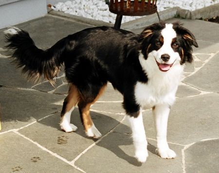 Miniature American Shepherd BOBBY-10 Monate