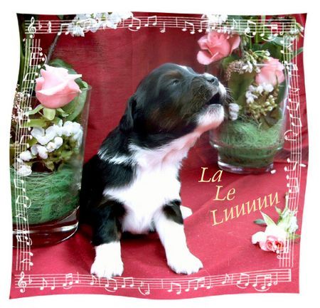 Miniature American Shepherd Mini-Baby mit 3 Wochen - singt sogar schon selbst sein Schlaflied!!  ;o))