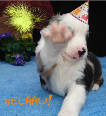 Miniature American Shepherd  HELAU !!