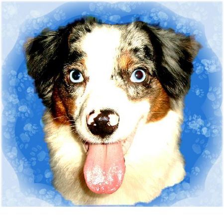 Miniature American Shepherd Luna 18 Monate