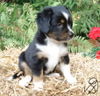 Miniature American Shepherd Foto: Black Tri Rüde, 6 Wochen (ID 33526) Miniature American Shepherd Hund