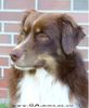 Miniature American Shepherd Hund