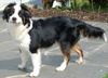 Miniature American Shepherd Hund