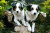 Miniature American Shepherd Foto: Mini-Aussies Megan und Luna, 12 Monate (ID 23952) Miniature American Shepherd Hund