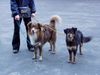 Miniature American Shepherd Foto: nach dem Agility (ID 10720) Miniature American Shepherd Hund