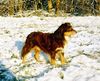 Miniature American Shepherd Foto: Sammy Lee Jones Ever Friendly (ID 13269) Miniature American Shepherd Hund