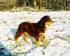 Miniature American Shepherd Hund