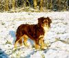 Miniature American Shepherd Foto: Sammy Lee Jones Ever Friendly (ID 13270) Miniature American Shepherd Hund