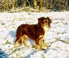 Miniature American Shepherd Hund