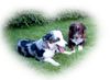 Miniature American Shepherd Foto: Megan und Salem (ID 24233) Miniature American Shepherd Hund