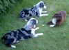 Miniature American Shepherd Foto: ..... ausruhen nach wildem Toben.... ;o)) (ID 23956) Miniature American Shepherd Hund