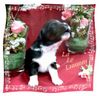 Miniature American Shepherd Foto: Mini-Baby mit 3 Wochen - singt sogar schon selbst sein Schlaflied!! ;o)) (ID 31336) Miniature American Shepherd Hund