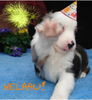 Miniature American Shepherd Foto: HELAU !! (ID 37074) Miniature American Shepherd Hund