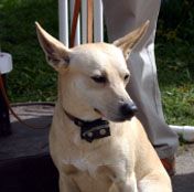 Norwegischer Buhund Hunde Foto 22670 in höherer Auflösung ansehen Norwegischer Buhund Yellow macht seinem Namen alle Ehre