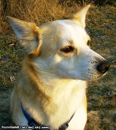 Norwegischer Buhund Hunde Foto 4490 Norwegischer Buhund