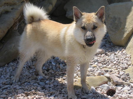 Norwegischer Buhund Tarnfarbe im kroatischen Sandstein, Eira 10 Monate alt