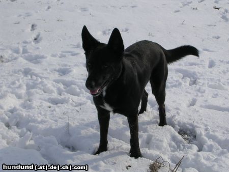 Norwegischer Buhund Hunde Foto 19343 Norwegischer Buhund Mischling aber Eigenschaften und aussehen ok!