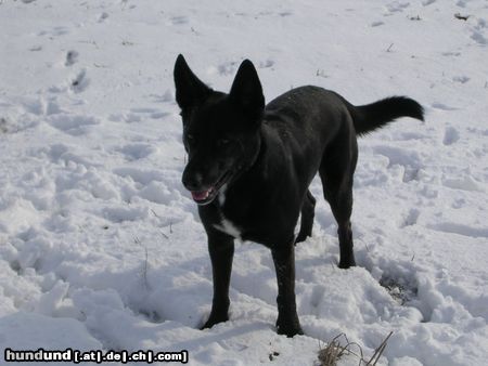 Norwegischer Buhund Mischling aber Eigenschaften und aussehen ok!