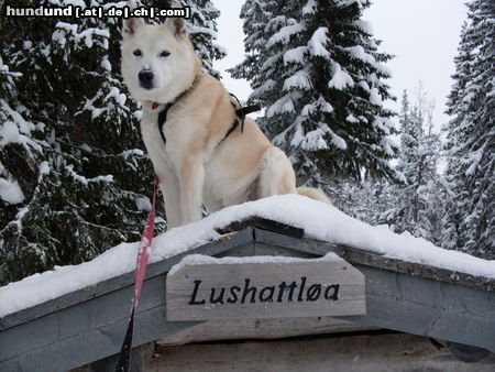 Norwegischer Buhund Buhund Boy, 11 Jahre alt, Skitour in Norwegen