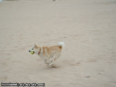 Norwegischer Buhund Unser Buhund Sam am Strand in Spanien