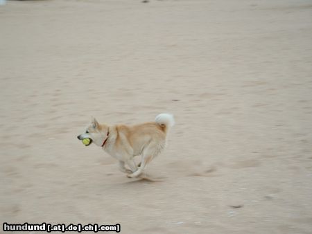 Norwegischer Buhund Hunde Foto 16263 in höherer Auflösung ansehen Norwegischer Buhund Unser Buhund Sam am Strand in Spanien