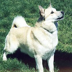 Norwegischer Buhund