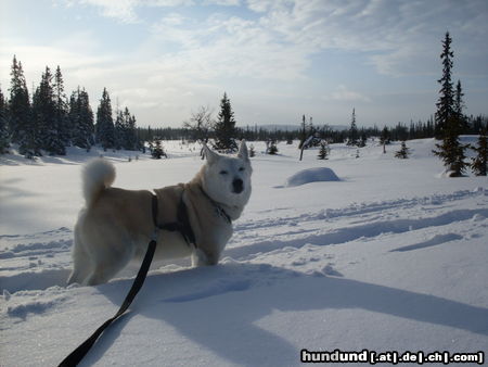 Norwegischer Buhund Sangrebakkens Boy. 12 Jahre. Skitour in Norwegen