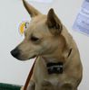 Norwegischer Buhund Foto: auch ein Mischling (ID 22000) Norwegischer Buhund Hund