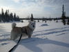 Norwegischer Buhund Foto: Sangrebakkens Boy. 12 Jahre. Skitour in Norwegen (ID 45671) Norwegischer Buhund Hund