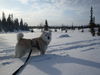 Norwegischer Buhund Hund