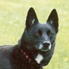 Norwegischer Buhund, Norsk Buhund