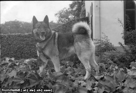 Norwegischer Elchhund CH Witch Hazel of Riverland